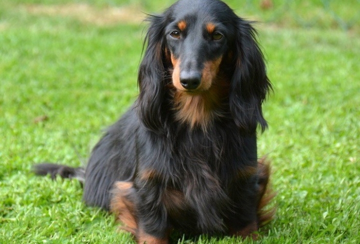 Basshubert Eloise