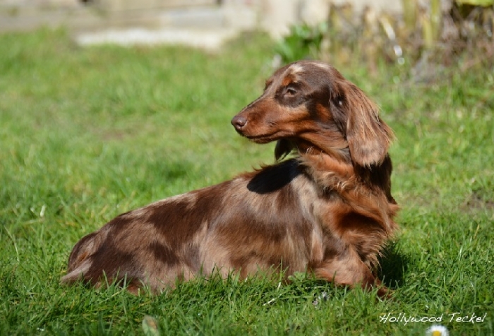 Jolie Poupée