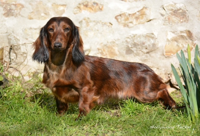 Sisi de Pauro di Mar